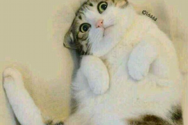 哈巴河要债公司